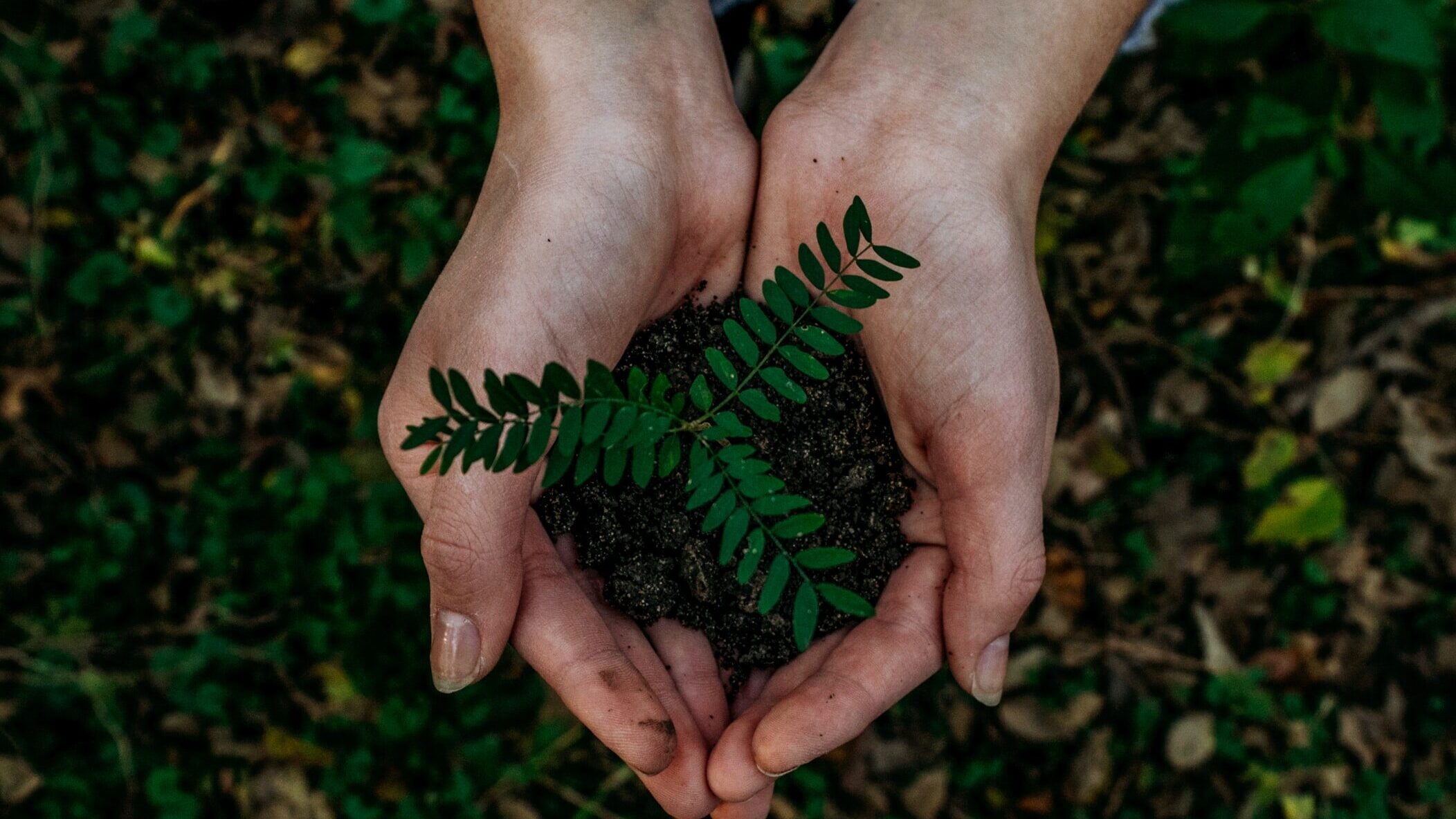 plants in the hands
