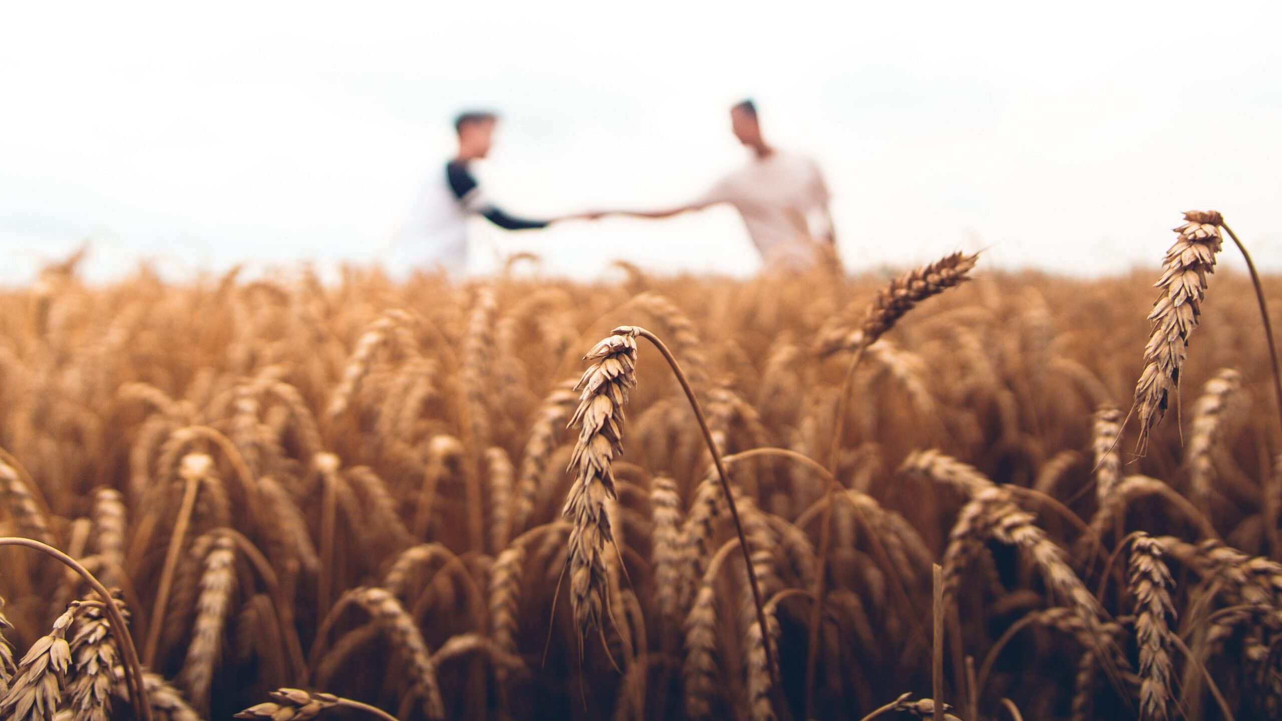 crops growinon the field men shaking hands