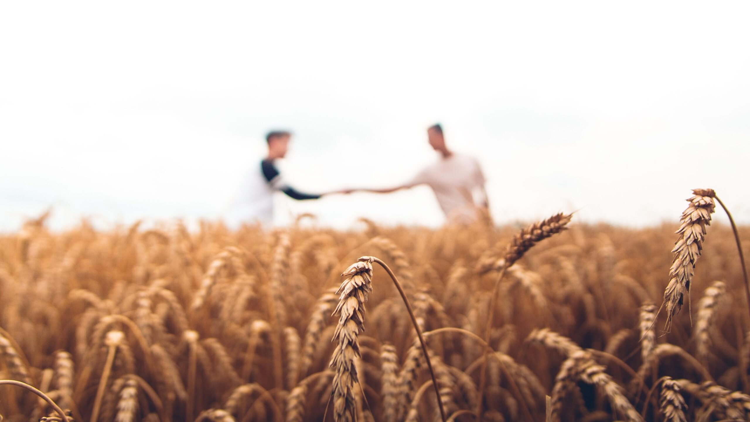 crops growinon the field men shaking hands